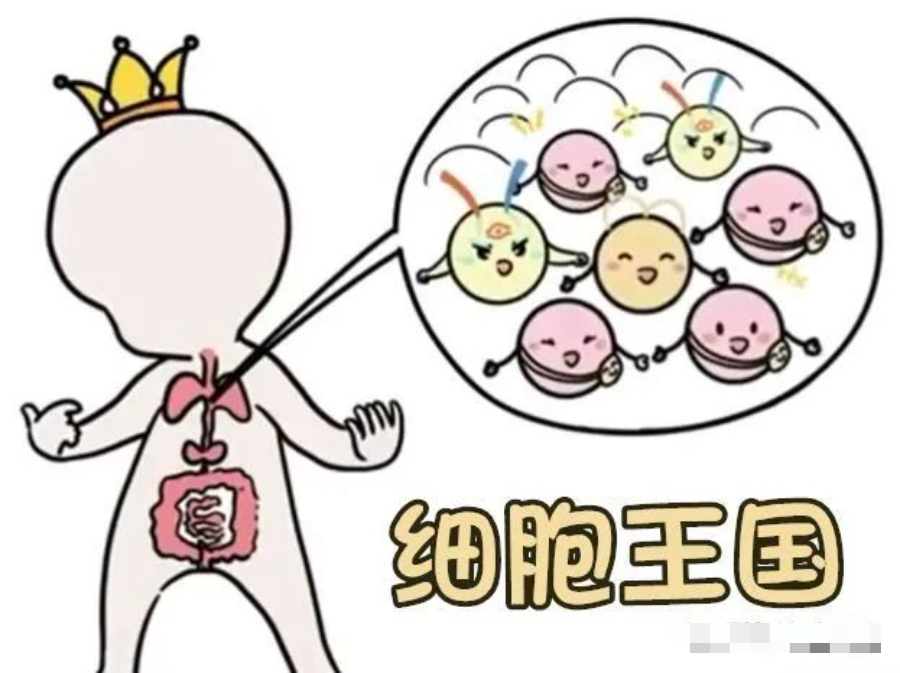 趣味科普nk细胞看一眼癌细胞我能记一辈子